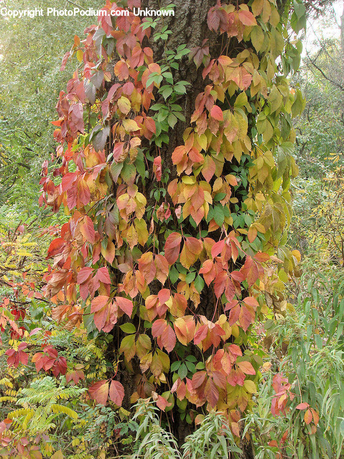 Plant, Potted Plant, Ivy, Vine, Bush, Vegetation, Blossom