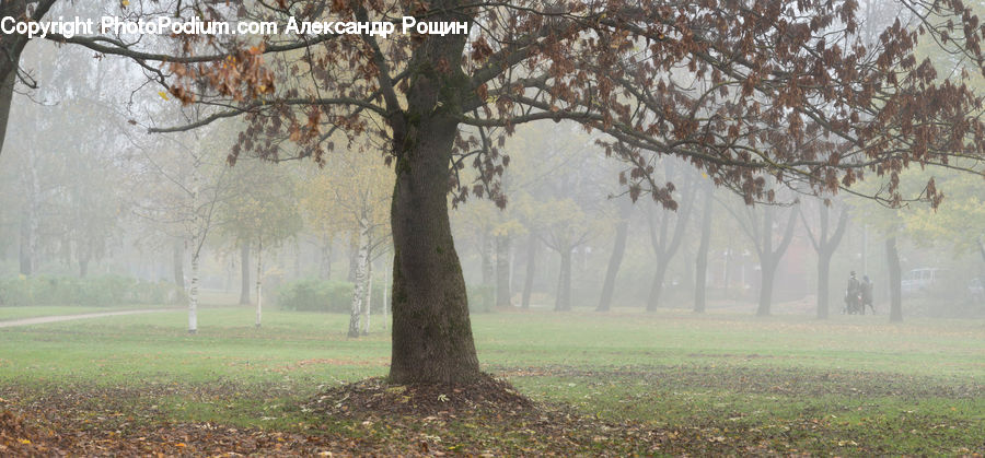 Park, Fog, Oak, Tree, Wood, Mist, Outdoors