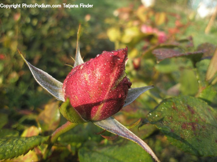 Bud, Plant, Blossom, Flora, Flower