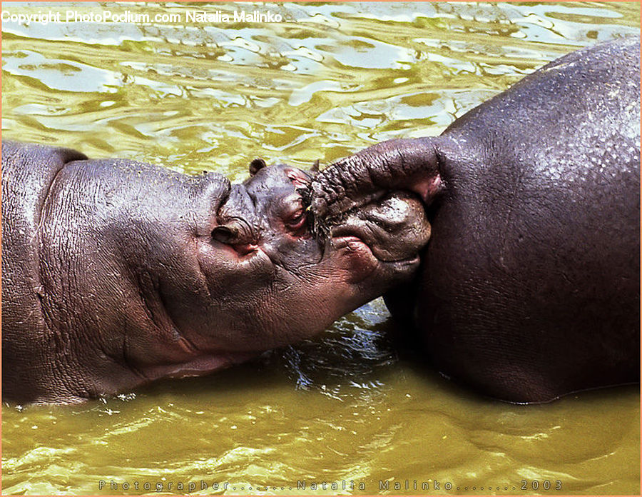 Animal, Hippo, Mammal