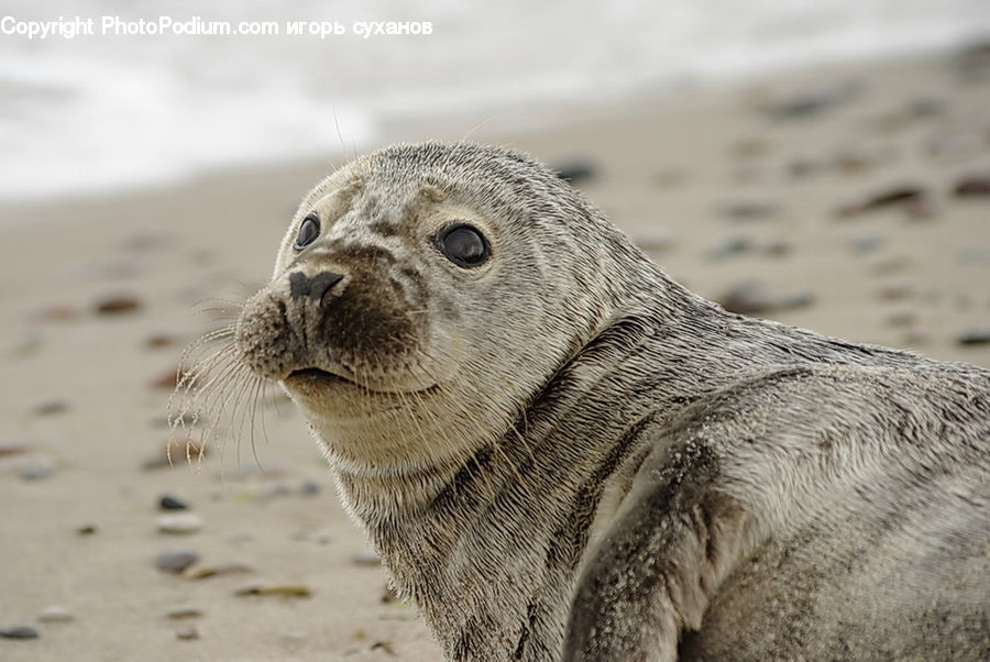 Animal, Mammal, Sea Life, Sea Lion, Seal, Beach, Coast