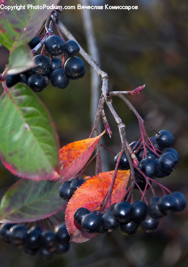 Fruit, Grapes, Blueberry, Plum, Plant, Vine