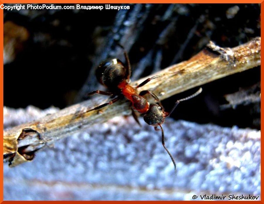 Ant, Insect, Invertebrate, Asilidae, Anisoptera, Dragonfly, Food
