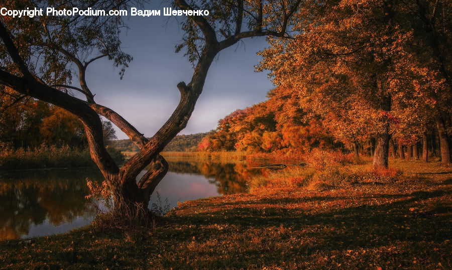 Oak, Tree, Wood, Plant, Dawn, Dusk, Sky