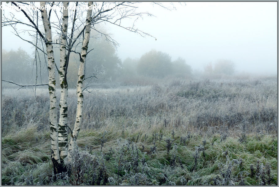 Frost, Ice, Outdoors, Snow, Conifer, Fir, Plant