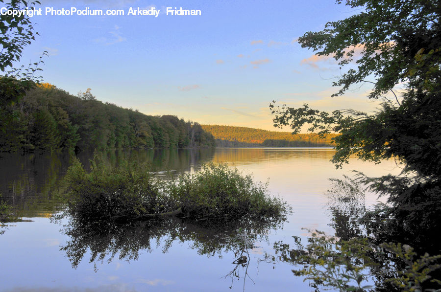 Forest, Jungle, Rainforest, Vegetation, Lake, Outdoors, Water