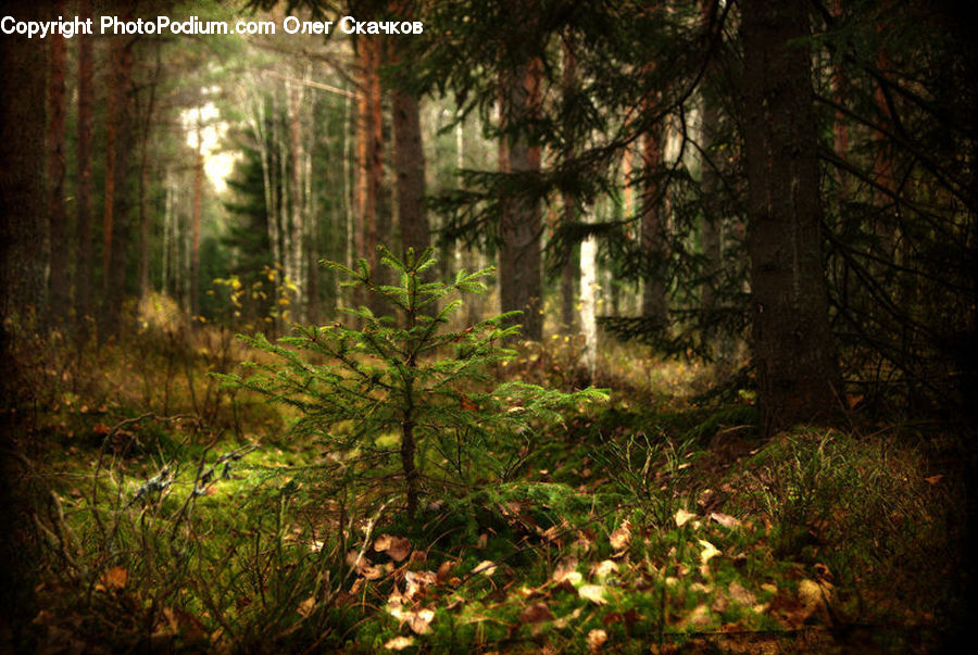 Forest, Vegetation, Fir, Redwood, Tree, Wood, Jungle