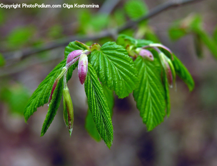 Bud, Plant, Conifer, Fir, Tree, Blossom, Flora