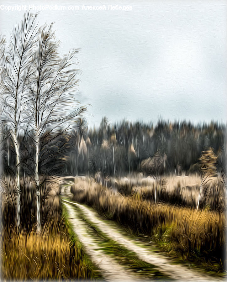 Field, Grass, Grassland, Plant, Conifer, Fir, Tree