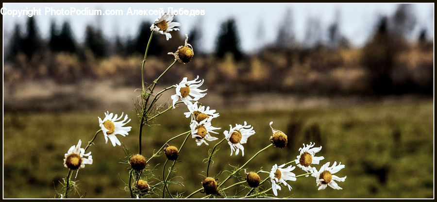 Blossom, Flora, Flower, Plant, Aster, Daisies, Daisy