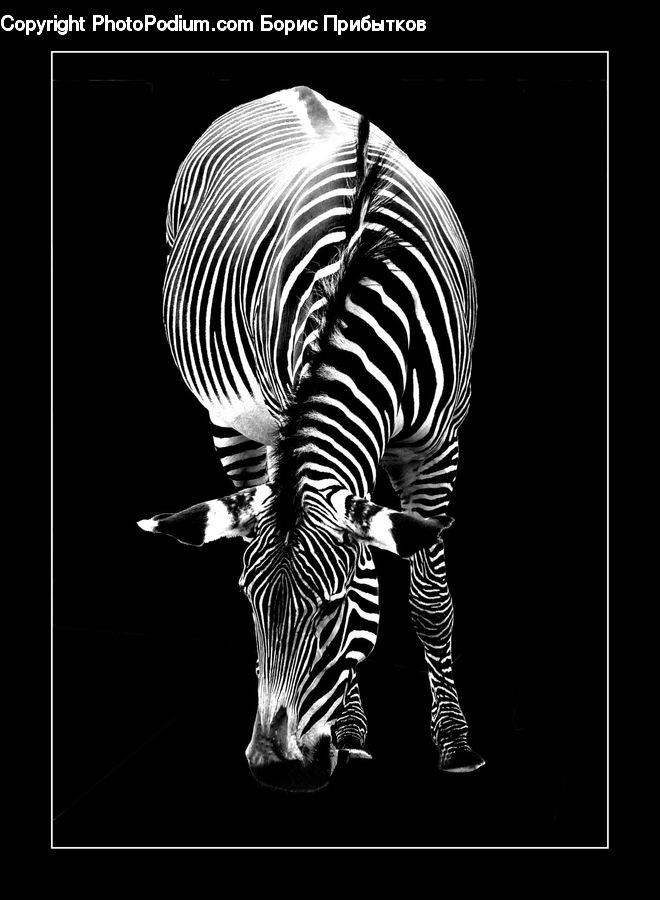 Animal, Mammal, Zebra, Ct Scan, X-Ray