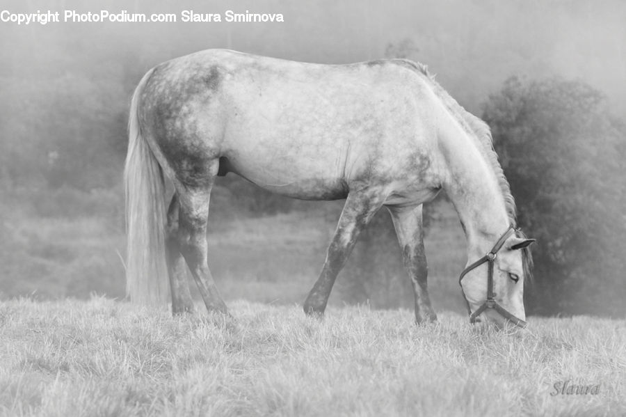 Animal, Horse, Mammal, Countryside, Outdoors