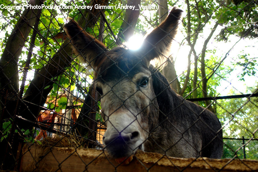 Animal, Donkey, Birch, Tree, Wood, Ivy, Plant