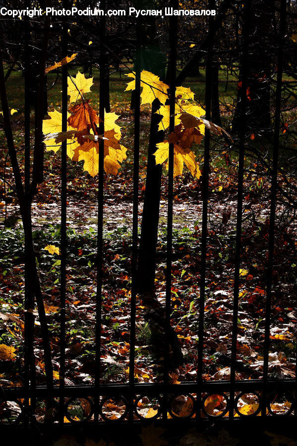 Cross, Collage, Poster, Night, Outdoors, Forest, Vegetation