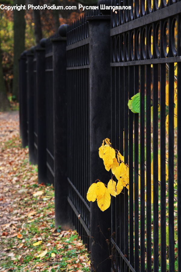 Fence, Leaf, Plant, Maple, Maple Leaf