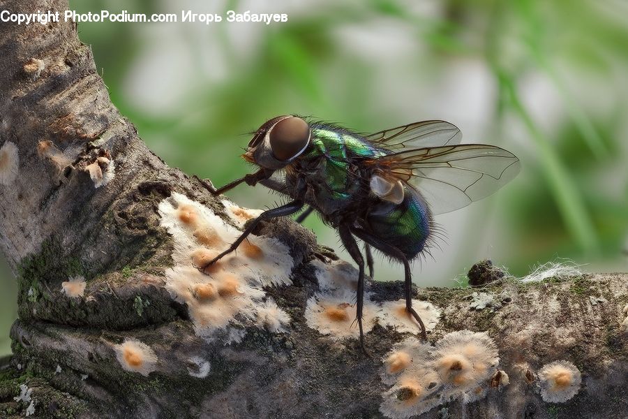 Mold, Bird, Peacock, Pheasant, Wildlife, Asilidae, Insect