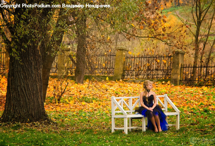 People, Person, Human, Bench, Oak, Tree, Wood