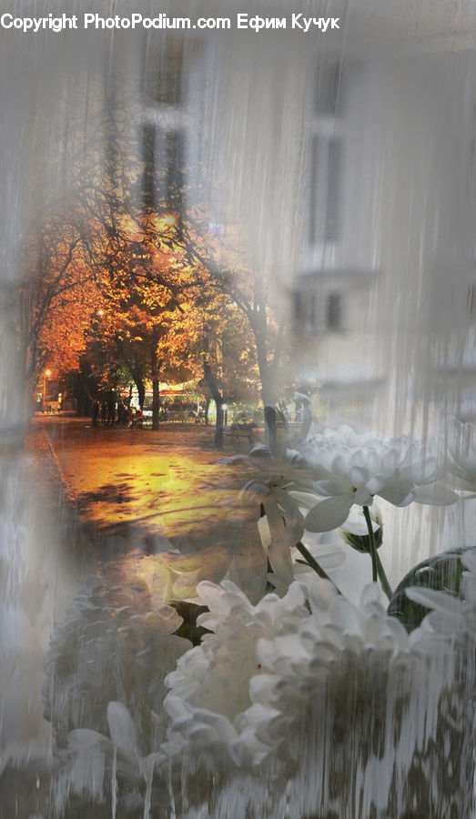 Plant, Fountain, Water, Blossom, Flora, Flower, Crocus