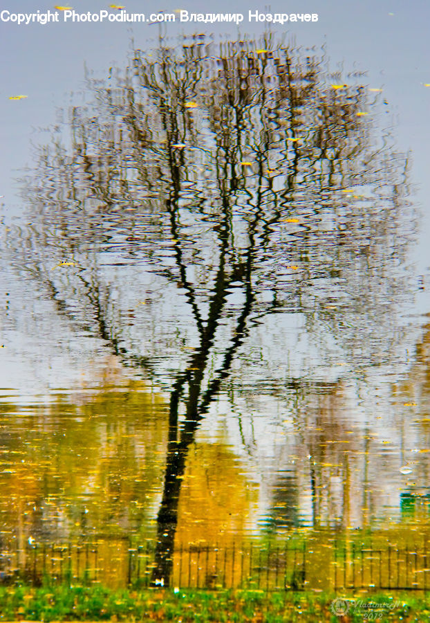 Birch, Tree, Wood, Plant, Willow, Field, Grass