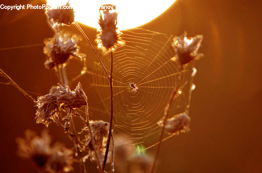 Arachnid, Garden Spider, Insect, Invertebrate, Spider, Plant, Weed