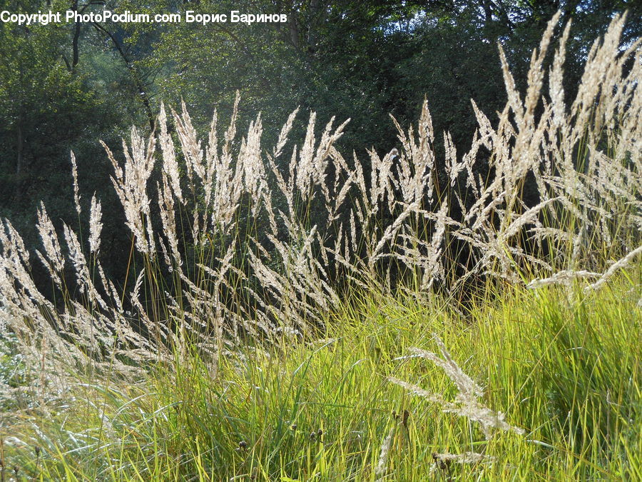 Field, Grass, Grassland, Plant, Blossom, Flora, Flower