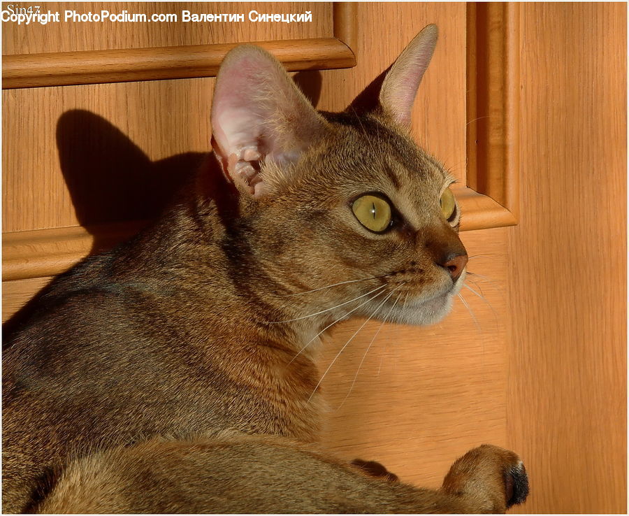 Abyssinian, Animal, Cat, Mammal, Pet