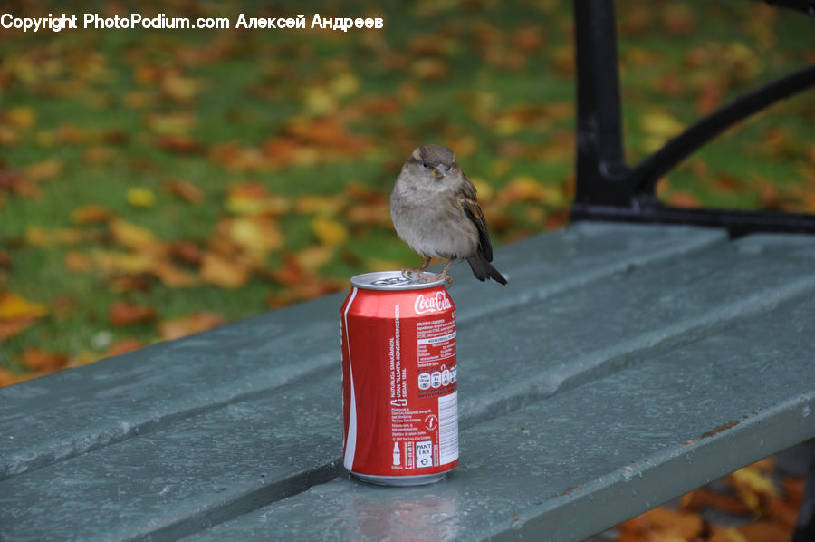 Bird, Sparrow, Beverage, Coke, Soda, Can, Tin
