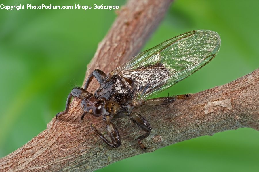 Anisoptera, Dragonfly, Insect, Invertebrate, Asilidae, Arachnid, Garden Spider