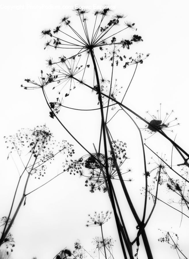 Dill, Plant, Drawing, Sketch, Blossom, Flora, Flower