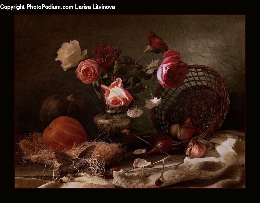 Blossom, Flower, Plant, Rose, People, Person, Human