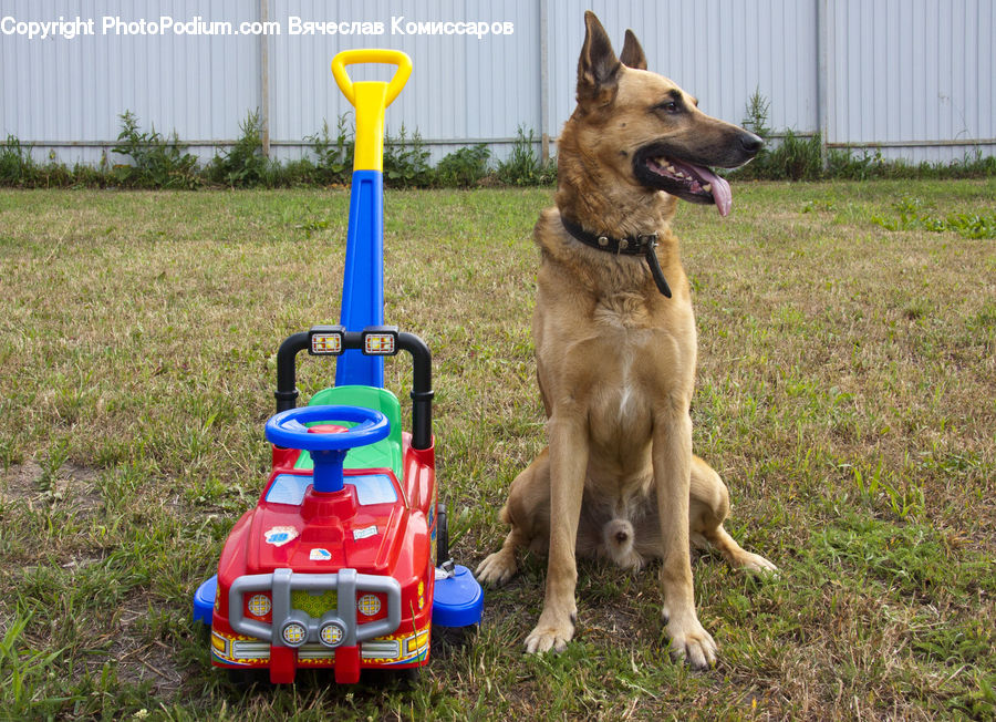 Animal, Canine, Dog, German Shepherd, Mammal, Pet, Husky