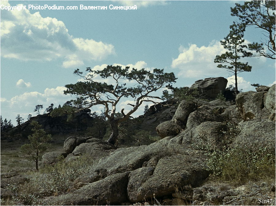 Rock, Oak, Tree, Wood, Bush, Plant, Vegetation