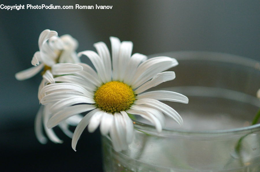 Daisies, Daisy, Flower, Plant