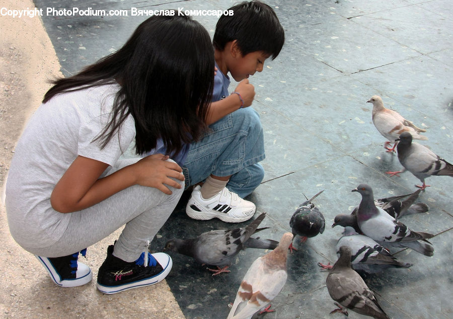 Human, People, Person, Bird, Pigeon, Dove, Leisure Activities