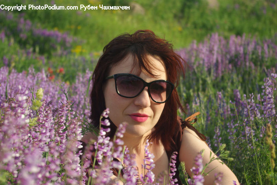 People, Person, Human, Lavender, Plant, Flora, Flower