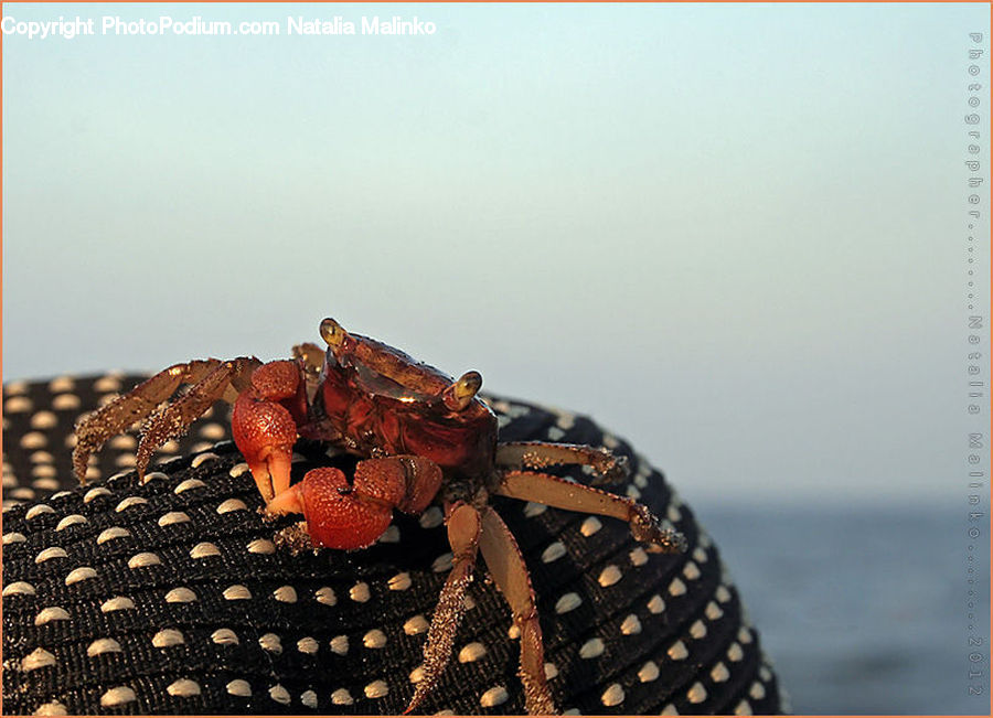 Crab, Invertebrate, Sea Life, Seafood