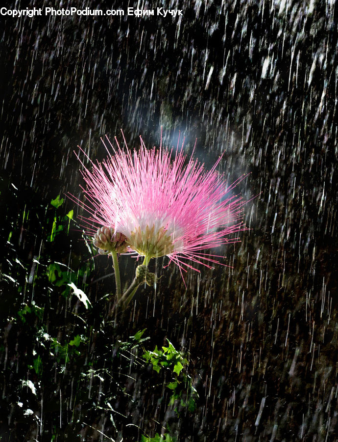Flower, Mimosa, Plant, Fireworks, Night, Blossom, Flora