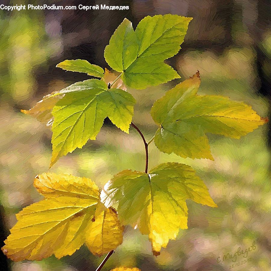 Fruit, Grapes, Leaf, Plant, Maple, Maple Leaf, Vine