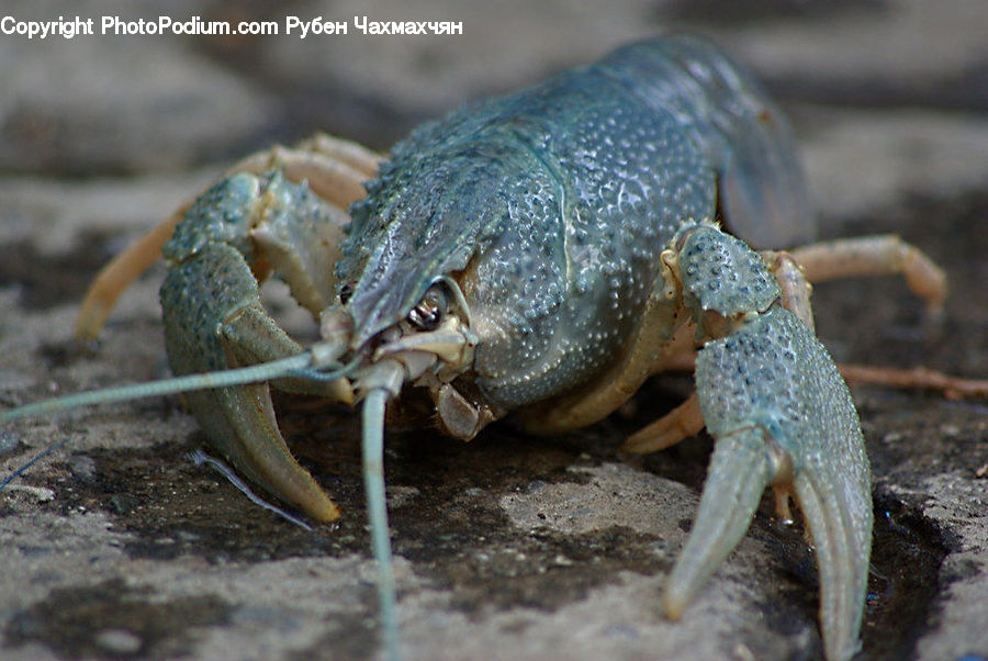 Crawdad, Seafood, Crab, Invertebrate, Sea Life, Snail, Cricket Insect