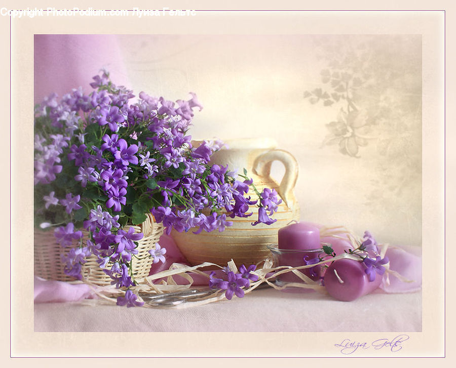 Blossom, Flower, Lilac, Plant, Potted Plant, Accessories, Lavender