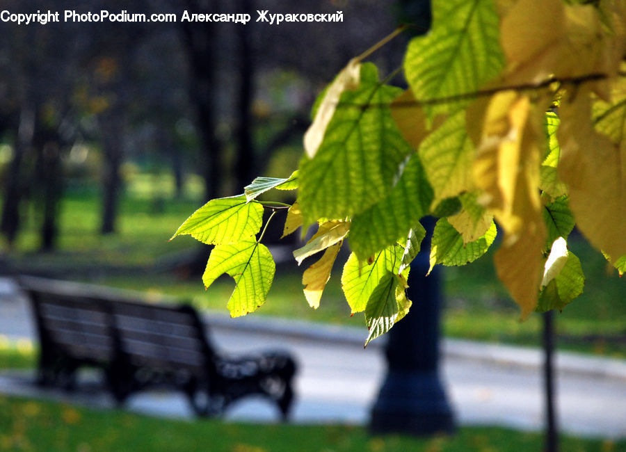 Plant, Vine, Bench, Fruit, Grapes, Maple, Maple Leaf