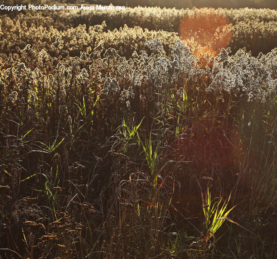 Field, Grass, Grassland, Plant, Soil, Blossom, Flora