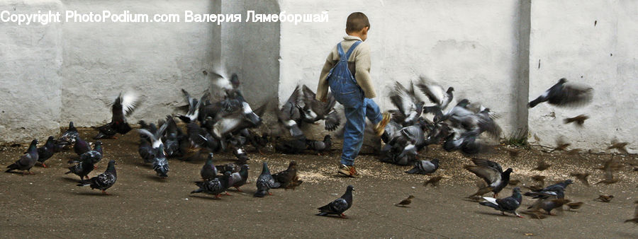 People, Person, Human, Bird, Pigeon, Baby, Child