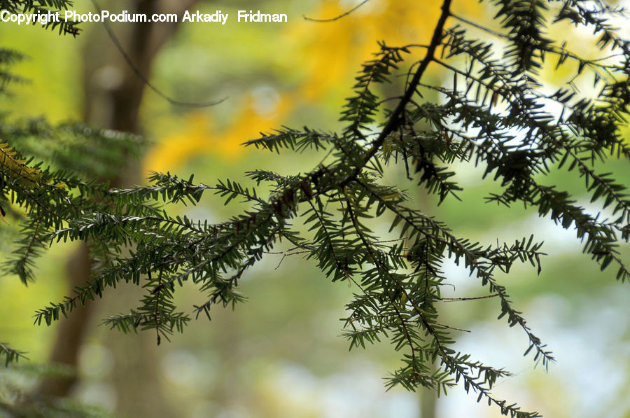 Conifer, Fir, Plant, Tree, Bush, Vegetation, Dill