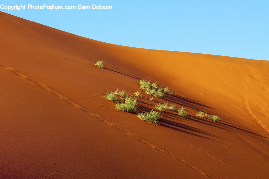 Plant, Potted Plant, Desert, Outdoors, Dune, Sand, Soil