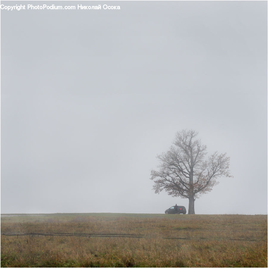 Field, Grass, Grassland, Land, Outdoors, Plant, Savanna