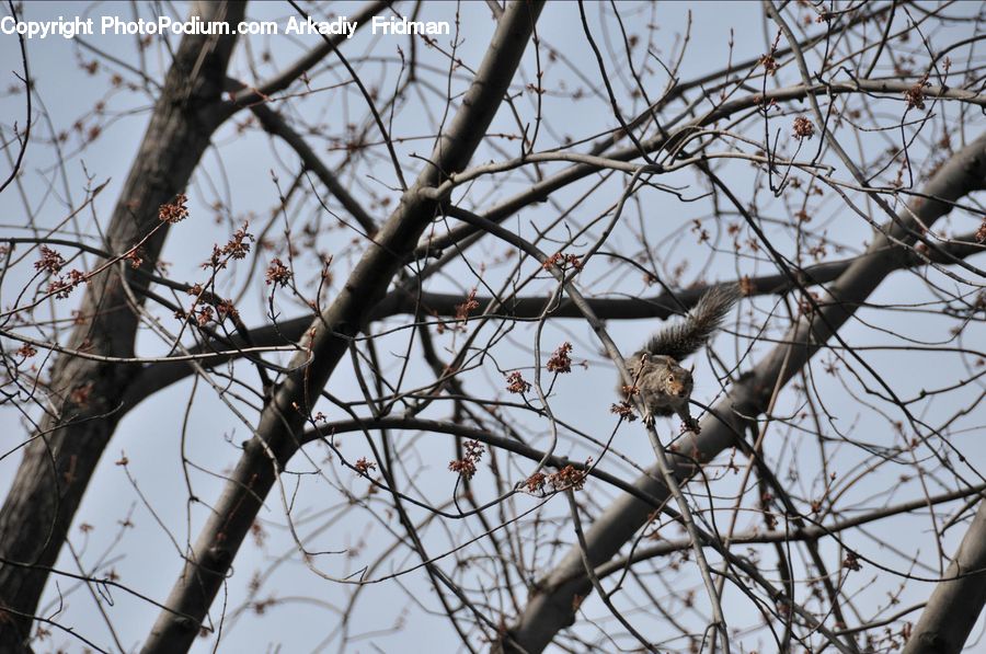 Bird Nest, Nest, Bird, Buzzard, Harrier, Hawk, Vulture