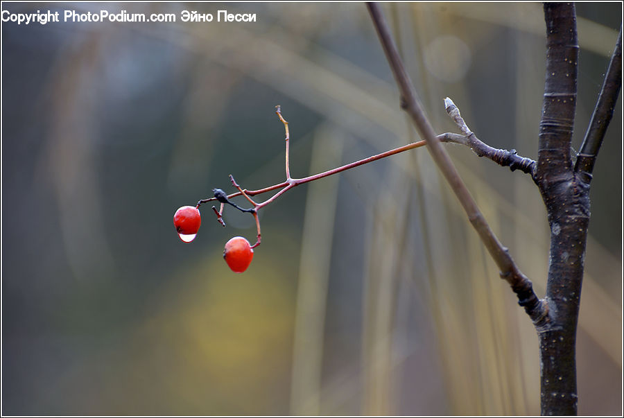 Cherry, Fruit