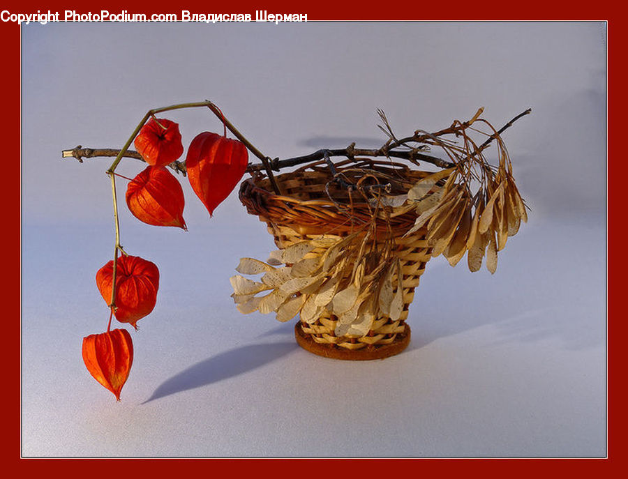 Flower Arrangement, Ikebana, Plant, Potted Plant, Vase, Amaryllis, Flower