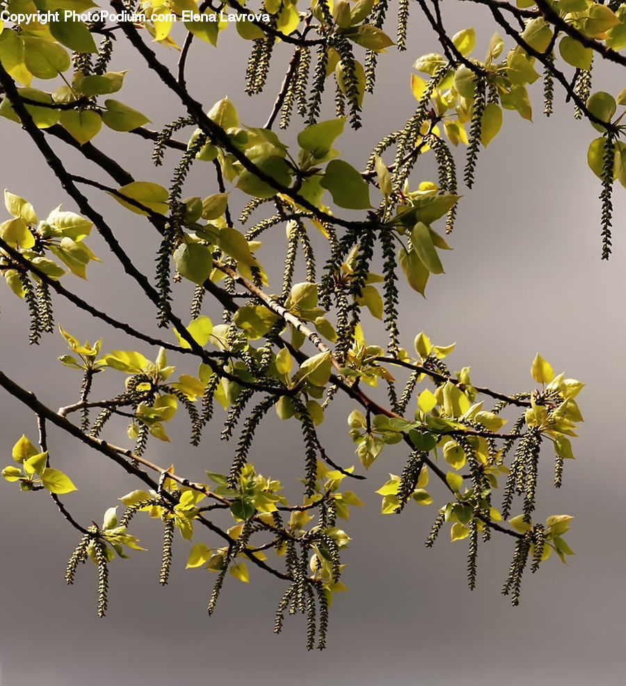 Blossom, Flora, Flower, Plant, Bee, Insect, Invertebrate
